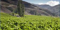 Wild Earth Wines