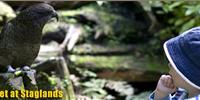 Staglands Wildlife Reserve Café