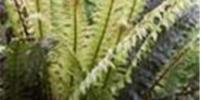 Botanica Whangarei